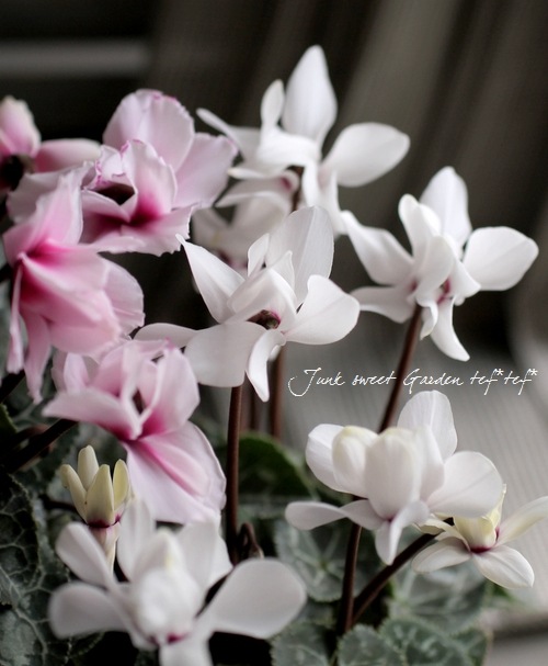 シクラメン i>Cyclamen persicum Mill.</i><BR><BR>八重咲きシクラメン<BR