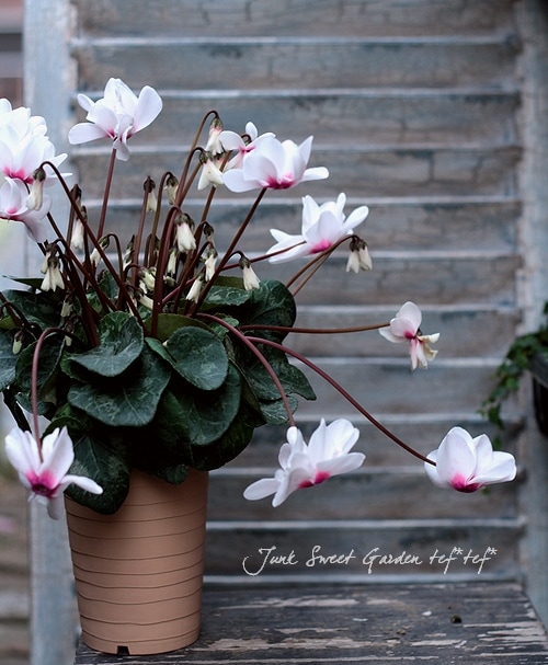 i>Cyclamen persicum</i><BR><BR>八重咲きシクラメン<BR>しだれ咲き
