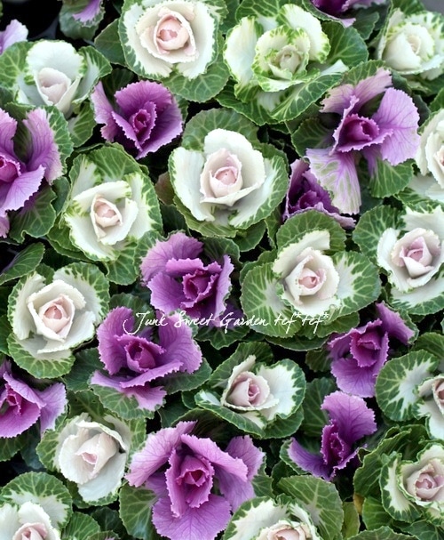 i>Brassica</i><BR><BR>プラチナケール・葉牡丹<BR>らぶらぶ『ルシール