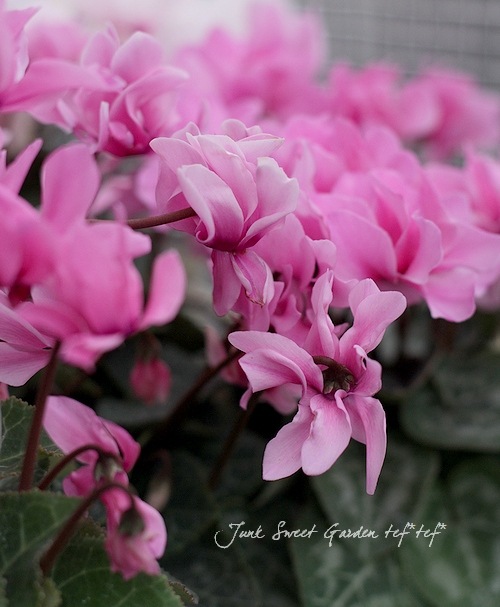 i>Cyclamen persicum</i><BR><BR>八重咲きシクラメン<BR>しだれ咲き
