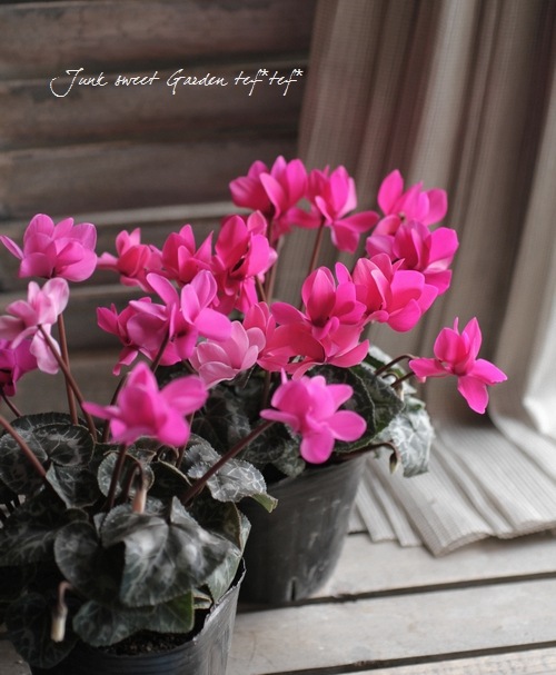 シクラメン i>Cyclamen persicum</i><BR><BR>八重咲きシクラメン<BR>しだれ咲き