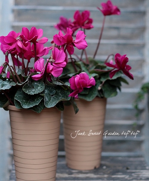 シクラメン i>Cyclamen persicum</i><BR><BR>八重咲きシクラメン<BR>しだれ咲き