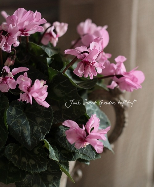 【早い者勝ち♡】Pigeon ビングル グレー 八重咲きミニシクラメン「スクリュースター」＜D＞