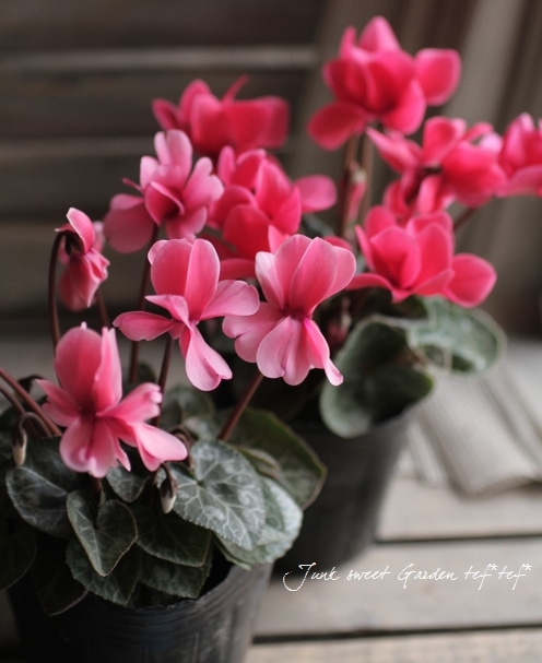 宮下登喜雄　シクラメン 宮下登喜雄 シクラメン 宮下登喜雄 シクラメン シクラメン ジックス