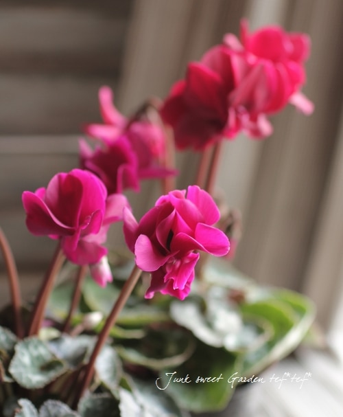 i>Cyclamen persicum</i><BR><BR>八重咲きシクラメン<BR>しだれ咲き