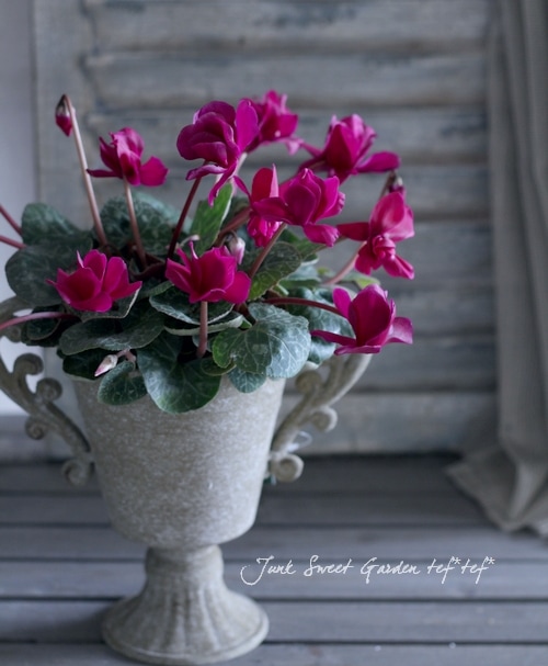 シクラメン i>Cyclamen persicum Mill.</i><BR><BR>八重咲きシクラメン<BR