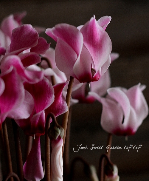 数量限定　大輪マム苗 かわいいお庭　アンティークなガーデン　レア　切り花に♡ 数量限定 大輪マム苗 かわいいお庭 アンティークなガーデン レア