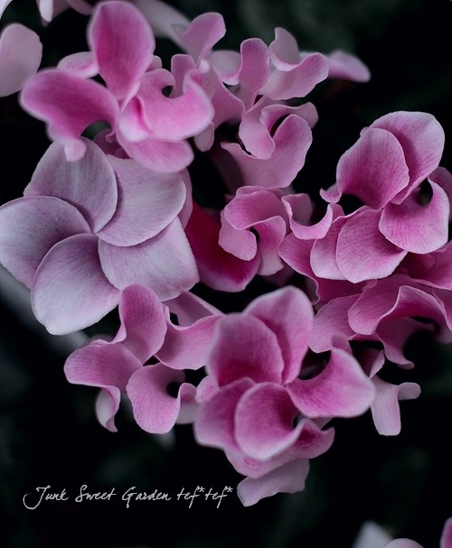 七宝額　シクラメン 園芸ネット本店｜大輪系ランドスケープシクラメン：ドリームスケープ4