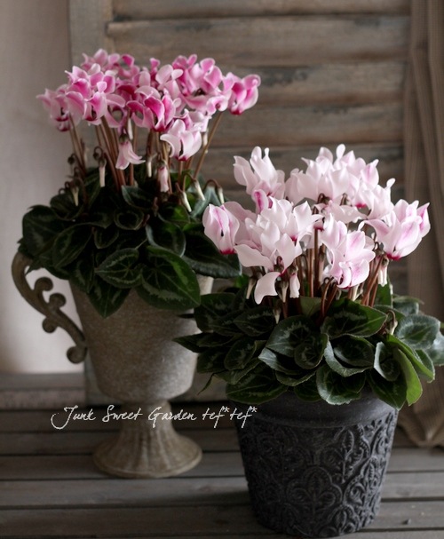 七宝額　シクラメン 七宝額 シクラメン