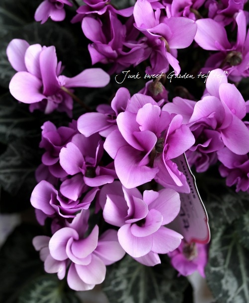 i>Cyclamen persicum</i><BR><BR>サントリー新品種！八重咲き！<BR