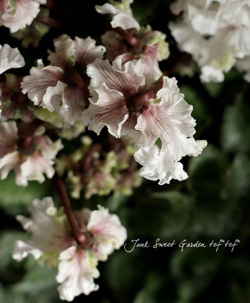 フリル❤シクラメン<BR>『コルチナ』<BR>ホワイト～グリーン