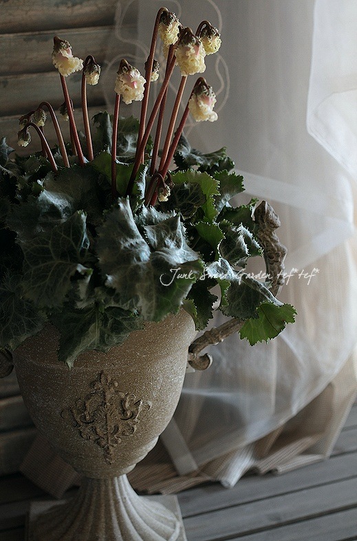 フリル❤シクラメン<BR>『コルチナ』<BR>ホワイト～グリーン