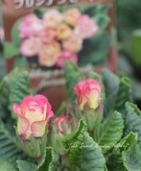 ץߥࡦХ餭ʼץ顦ꥢ󡡡إץ󥢥⡼ɡ