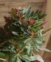 Сʹ❤<BR>桼եӥ<BR>إޡƥˡ