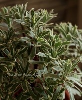 Сʹ❤<BR>桼եӥ<BR>إС