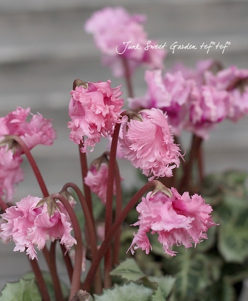 ガーデンミニ❤シクラメン<BR>フリルが可愛い❤<BR