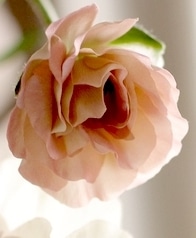 ڰݤ ʥ󥭥饹å꡼إꥢɥ͡