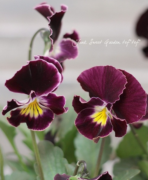 yukiharu13 にいち 木漏れ陽パレット セット まとめ売り レア yukiharu13 にいち 木漏れ陽パレット セット まとめ売り レア