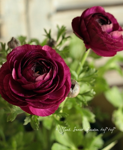 綾園芸さんの<BR>『ラナンキュラス』<BR>大人色パープル❤