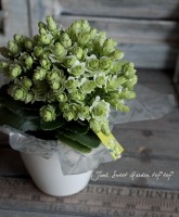 äκǿ<BR>󥳥<BR>إѥꡦС꡼