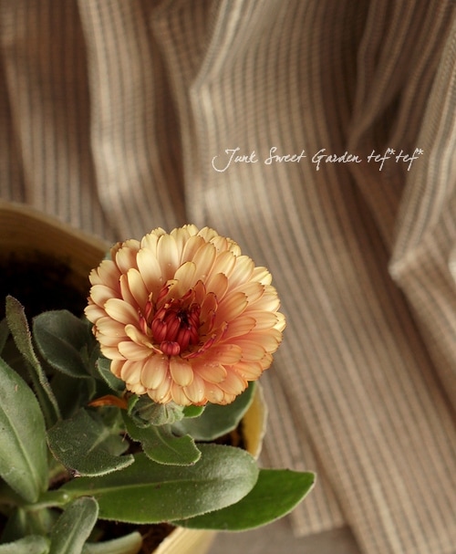 フラワー・ガーデニング konect Type02 desert カレンジュラ(キンセンカ)'コーヒークリーム' – nanagarden（ナナ