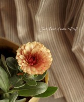 カレンデュラページ Amazon.co.jp: JOFL 英国ジョンソンシード Calendula Art Shades