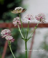 ڲ֤ͭ̾ʥȥ<BR>إѡ<BR>ġ