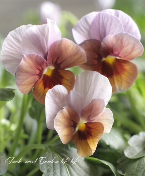 ビオラ　Viola i>Viola×wittrockiana </i><BR><BR>ビオラ ビビシリーズ<BR>『マンゴー