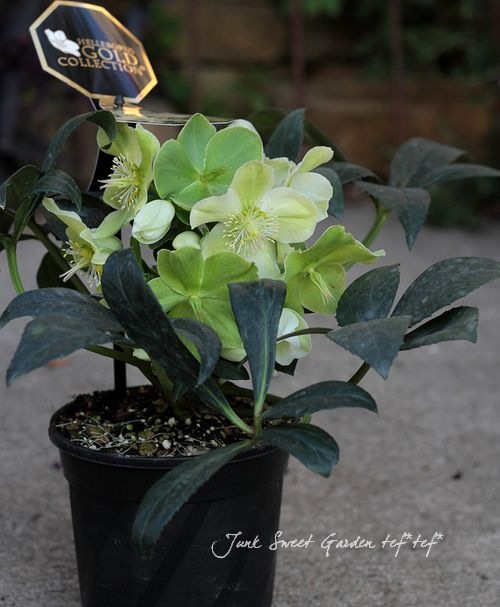 花 楽天市場】【＊送料無料（わEX便）】壁紙 のりなし壁紙 クロス