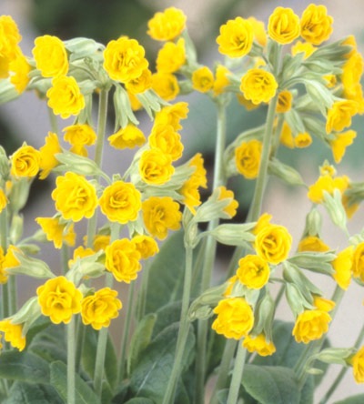BLOOMS�νɺ���Ȭ�ź餭���ץ���إ��ƥ��ޥå����ѥ������
