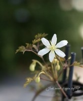 ���Хե����ƥ꡼�ϥ���ޥ���<BR>�����ʼ�إࡼ��ӡ����<BR>�ݥå���