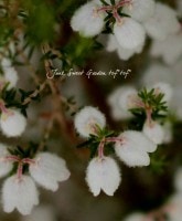 Erica peziza. <BR><BR>դդΥꥫ<BR>إåȥҡ