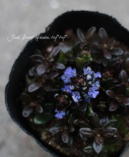 �����奬�إߥ˥ޥۥ��ˡ���