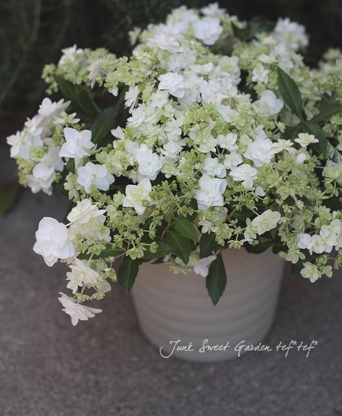 オザハナページ スリクソン ZXi MAX ドライバー Diamana ZXi 50 カーボンシャフト