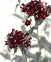 <i>Dianthus</i><BR><BR>ɺֹ󥵥<BR>إƥ֥å