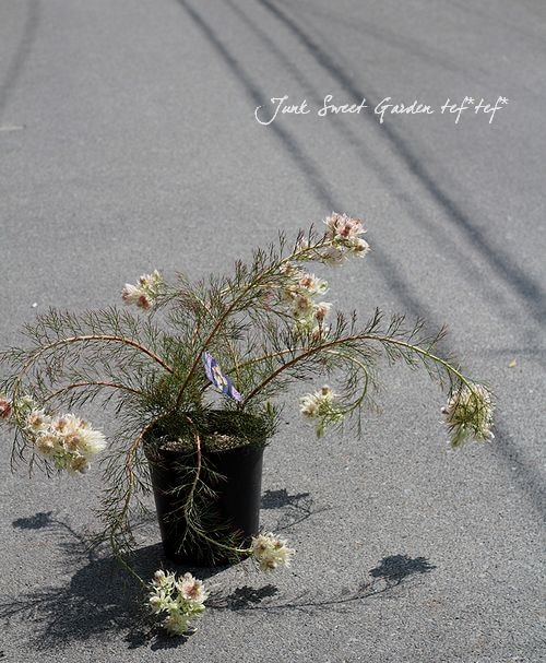 ② 幹が太くしっかり根が張ってる特選品‼︎ セルリア・ブラッシング
