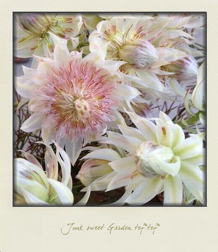 ジョーイセルリア『ブラッシングブライト』<BR>8号大鉢！ | すべての