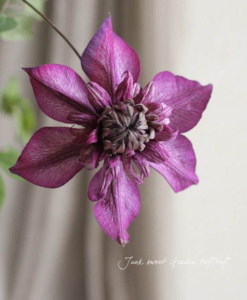 八重咲きクレマチス カシス 室内栽培もok すべての商品 Junk Sweet Garden Tef Tef