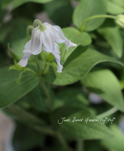 立木性クレマチス・インテグリフォリア系 『白麗 -ハクレイ