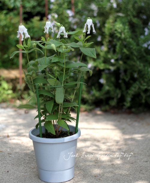 立木性クレマチス・インテグリフォリア系 『白麗 -ハクレイ