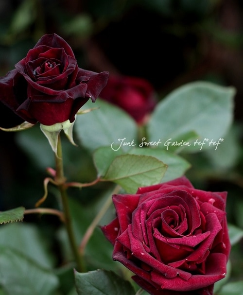 更にお値下げ致しました！個性派！黒と赤と薔薇の花が情熱的フィッシュテール hqdefault.jpg