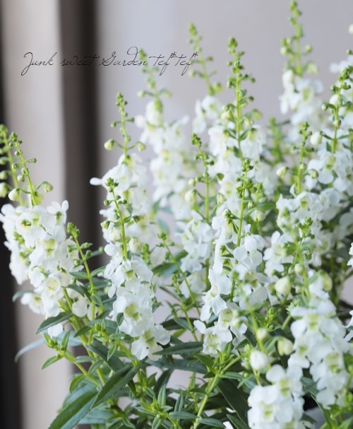 アンゲロニア セレナ ホワイト すべての商品 Junk Sweet Garden Tef Tef