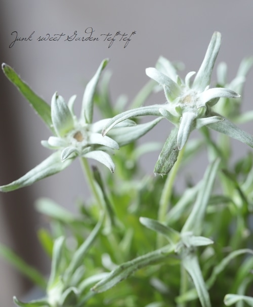 エーデルワイス 『エベレスト』 | すべての商品 | | Junk sweet Garden