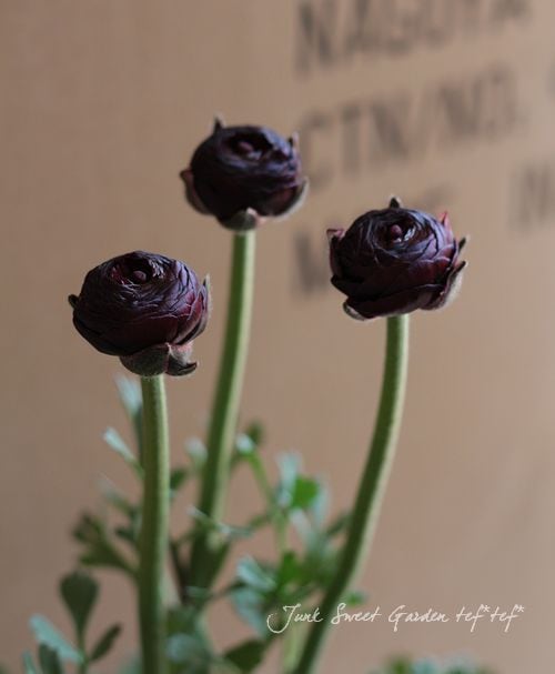 ラナンキュラス ラナンキュラス「サクラ」 | tokyo_shokubutsu_zufu