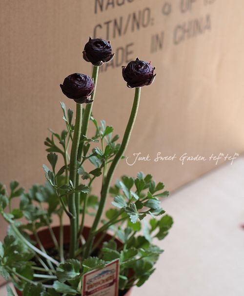 ラナンキュラス<BR>『エレガンス』<BR>5号鉢花 | すべての商品