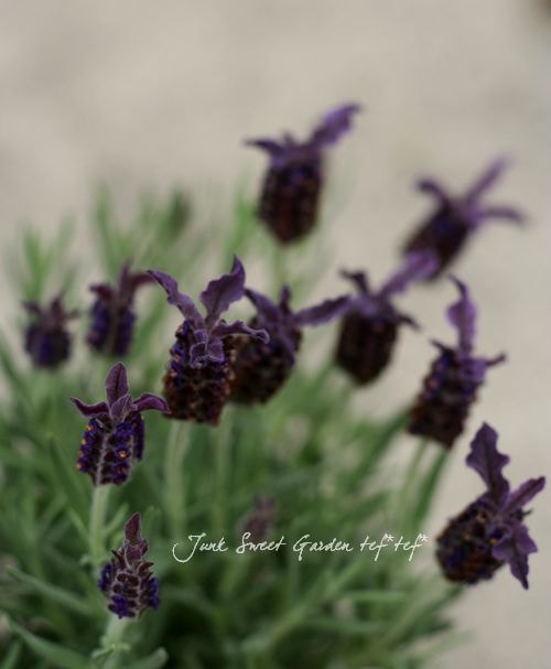 専用　フレンチラベンダー　クレイフラワー 専用 フレンチラベンダー クレイフラワー 専用 フレンチラベンダー