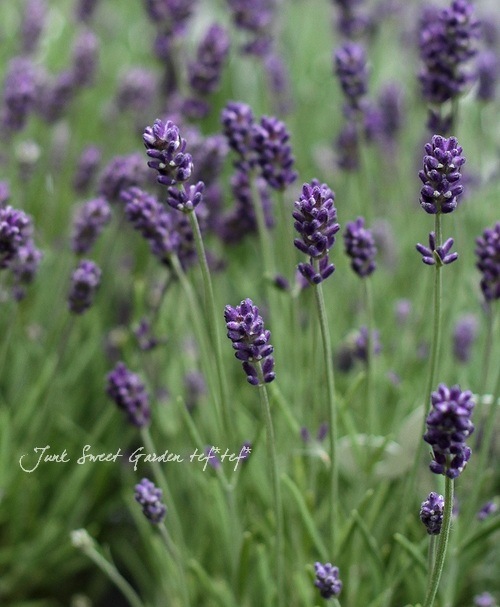 イングリッシュラベンダー<BR>アロマティコ『ブルー』<BR>6号大鉢