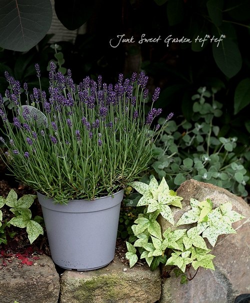 イングリッシュラベンダー Br アロマティコ ブルー Br 6号大鉢 Flower Species ラベンダー Junk Sweet Garden Tef Tef