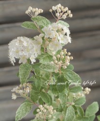 ߤꥳǥޥꡡإԥ󥯥١غǤޤ