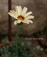 ���������ɥ��꡼�࿧❤<BR>�������󥻥ޥ�<BR>�إ����ʥ������
